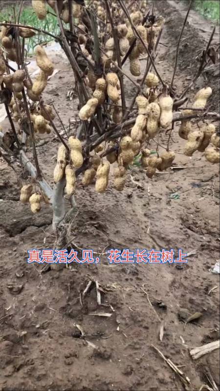 大学生日常#真是活久见,花生长在树上,今年猪肉太贵