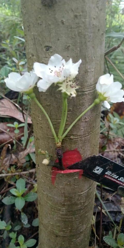 嫁接技术#梨树嫁接技术分享,成活率极高
