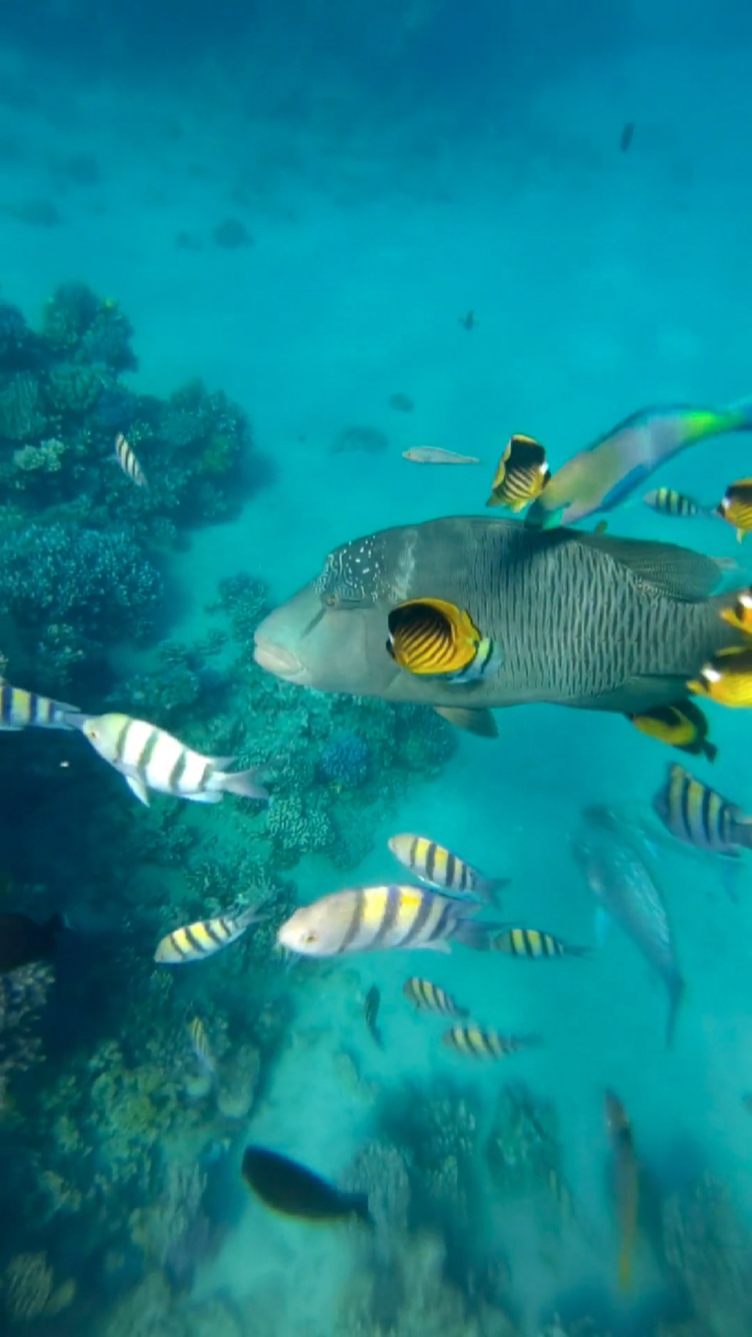 水中鱼,水里鱼,我在这,一定是一只小鱼