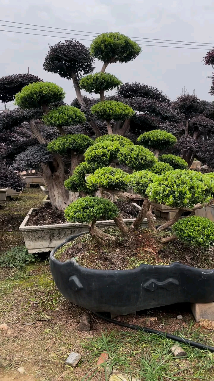 小叶赤楠,四季常青不落叶,适合庭院别墅农家小院栽植-度小视