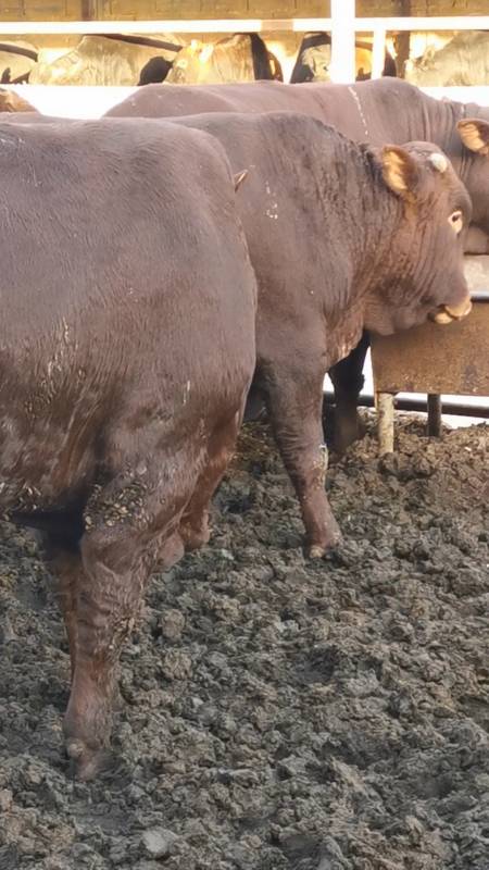 改良利木赞牛育肥牛犊大量出栏