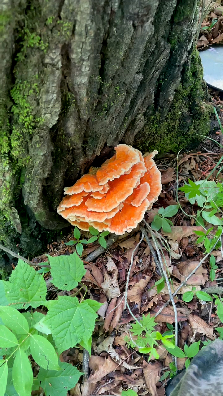 不一样的人生#说什么来什么,进入深山区便遇到了大朵的树鸡蘑.