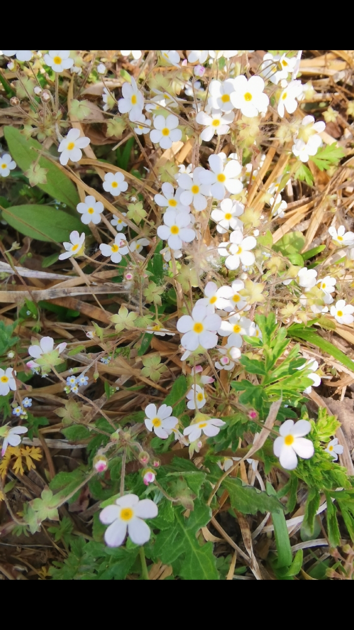 神颜福利社#点地梅:可以开成花海的小花花