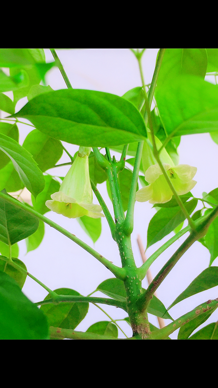 音为有你#我家的幸福树开花了