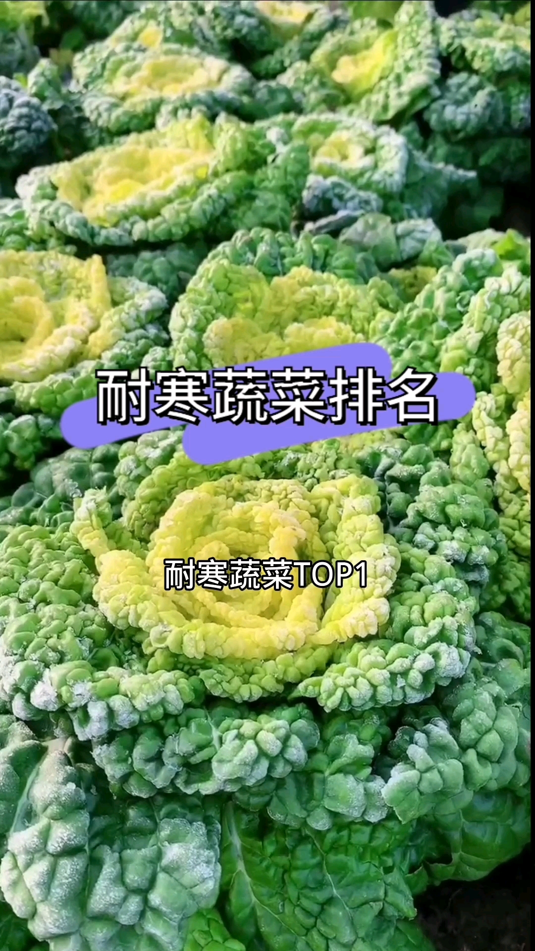 给大家总结了耐寒蔬菜,都是秋天种的,赶紧种一些吧