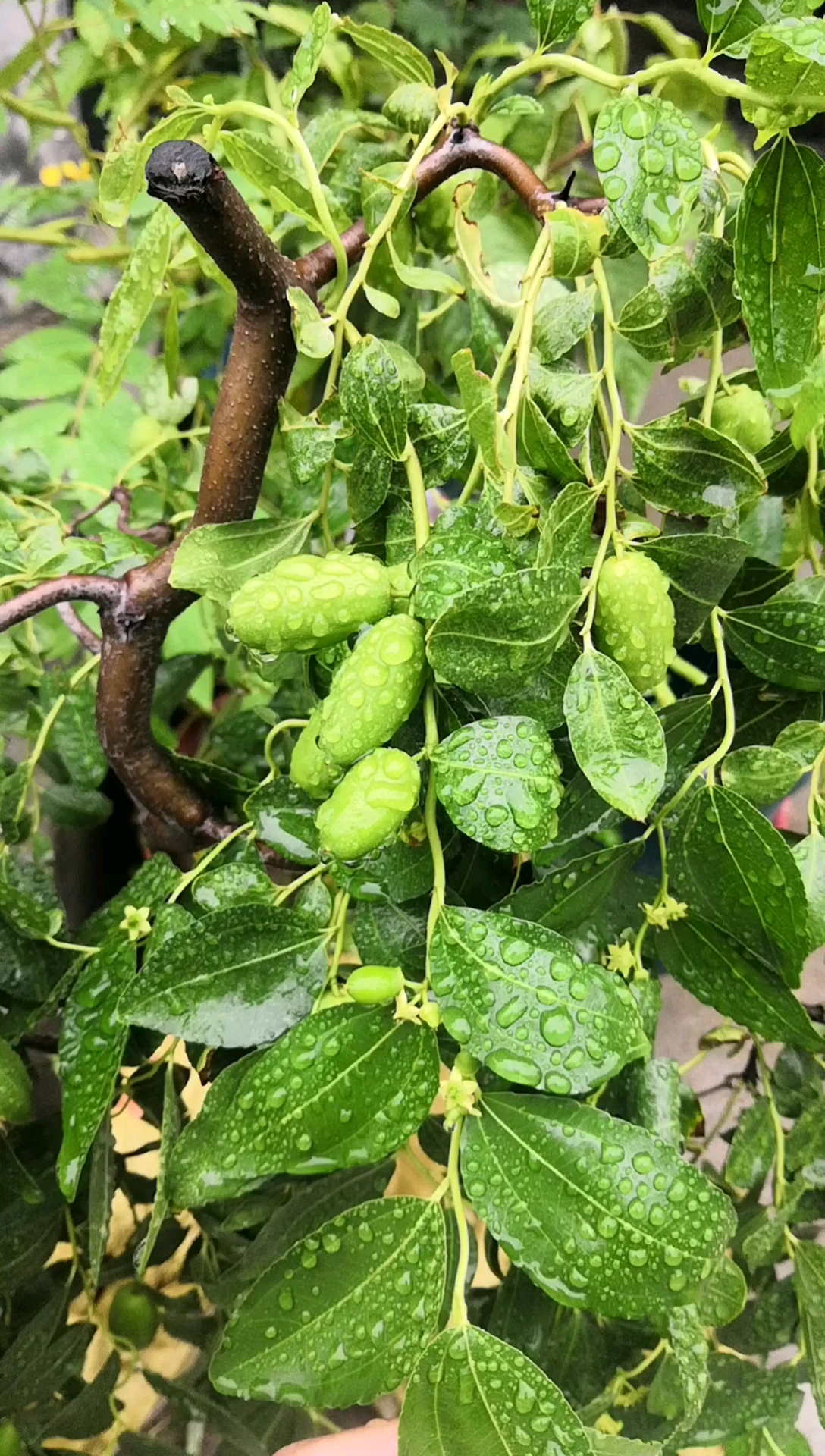 龙须枣枣树苗育苗基地