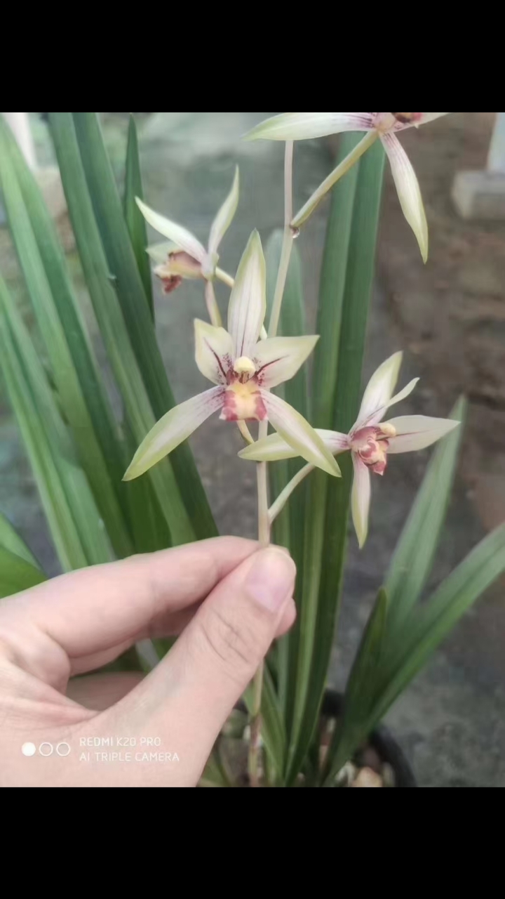 兰花#建兰高山春色芽多多,喜欢来