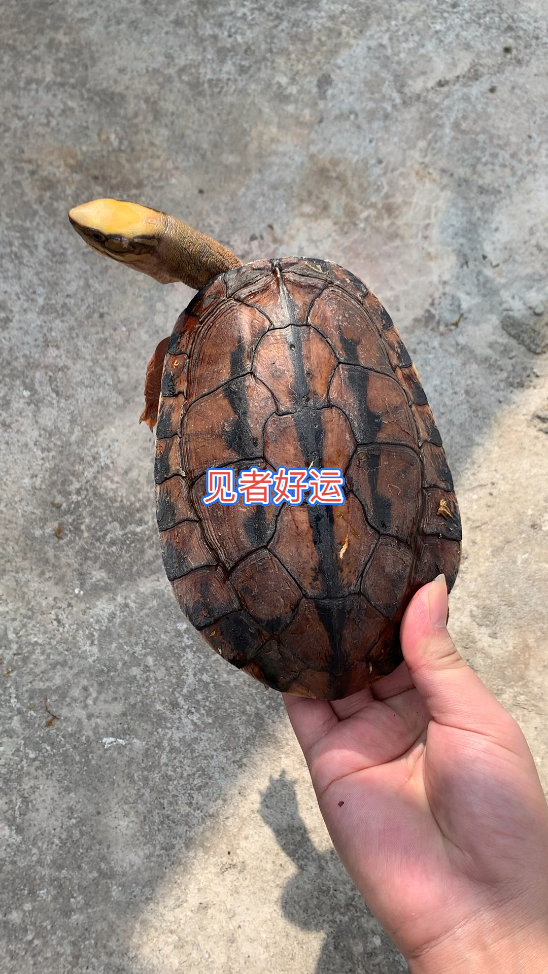 乌龟头部金黄三线明显长身鞭粗干活交配的强公非常罕有的品相金钱龟