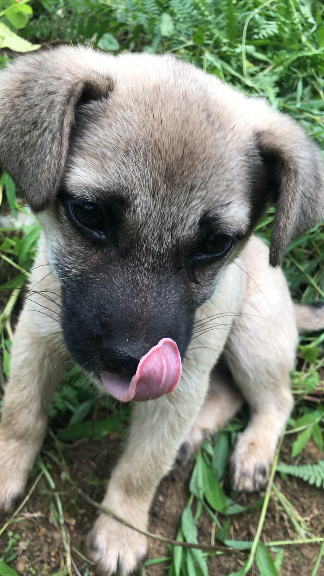 流浪狗##关爱流浪狗#记录流浪狗小不点的精彩瞬间