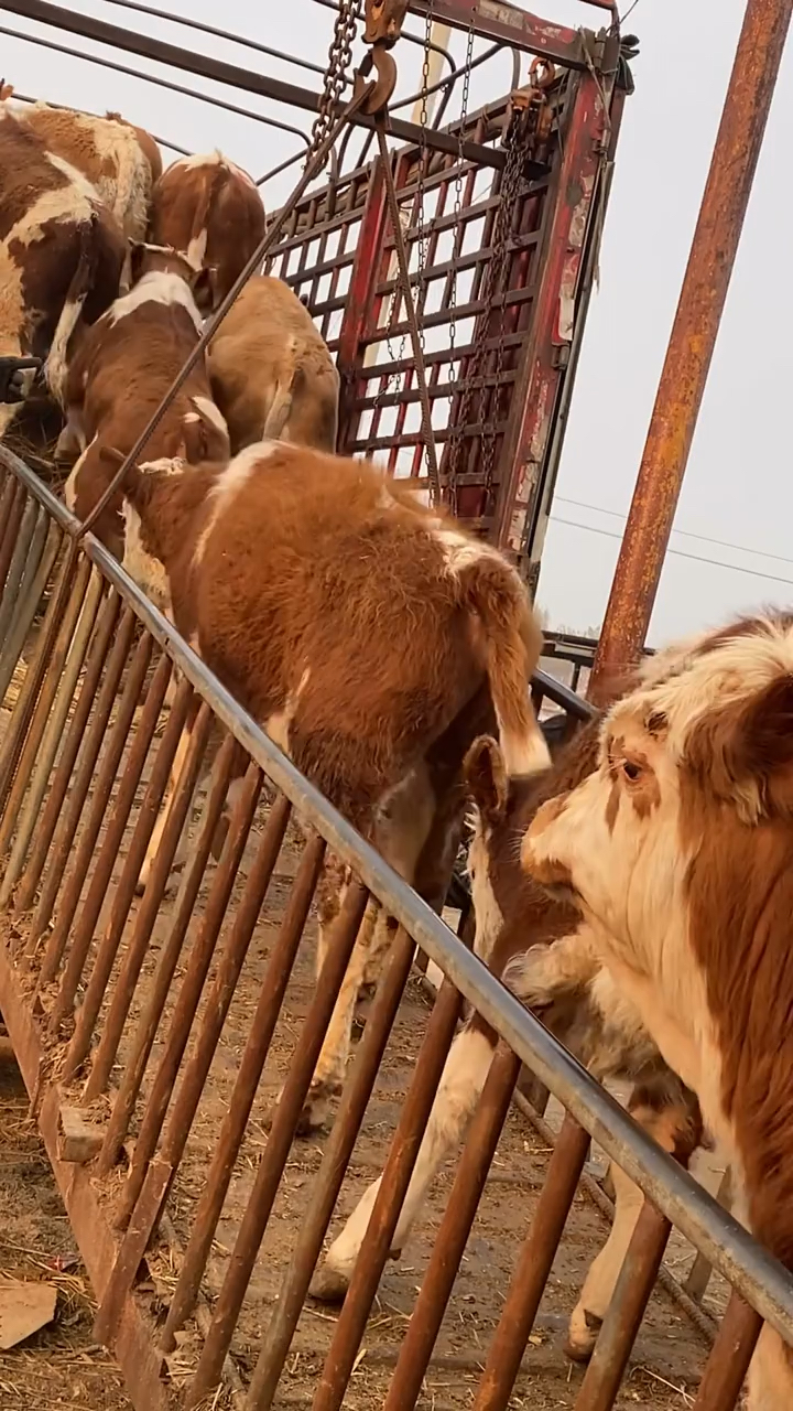 优质西门塔尔牛装车发江西