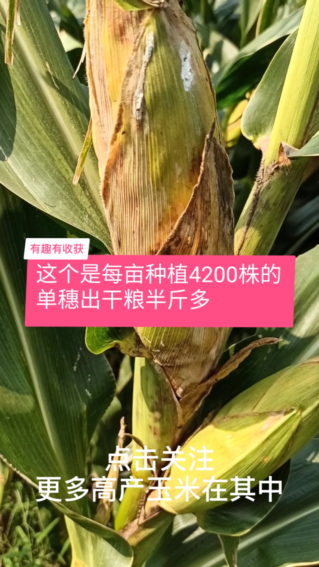 每畝4200株,單穗出乾糧半斤多,畝產量2000斤,這玉米您今年種咋樣?