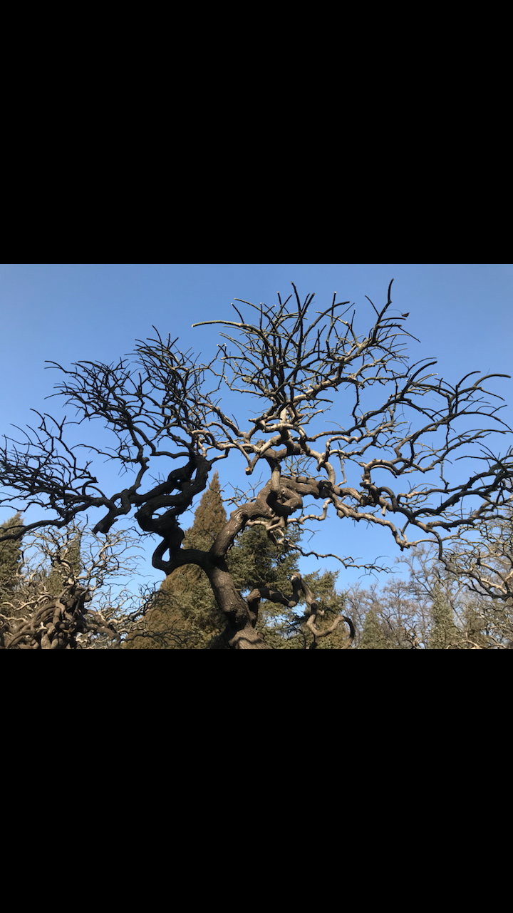 弯曲的树干也可以很美!