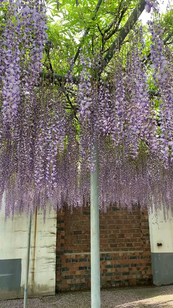 进口紫藤花寓意紫气东来家宅祥瑞开花浓香型,耐寒耐旱南北方均可栽植