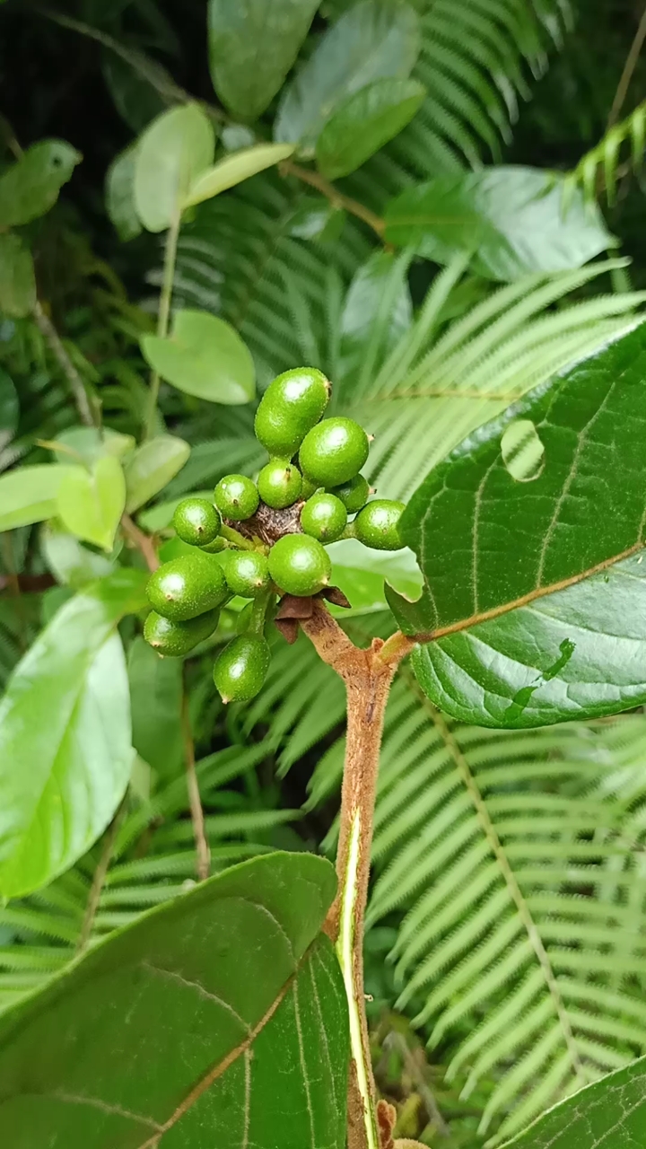 乡村生活#土名酒饼子,植物名紫玉盘,果实成熟后变成紫红色,可以吃.