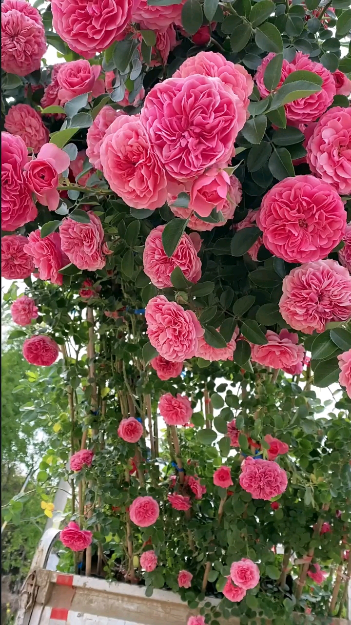 藤本月季粉色达芬奇花量多花期长多季循环开花