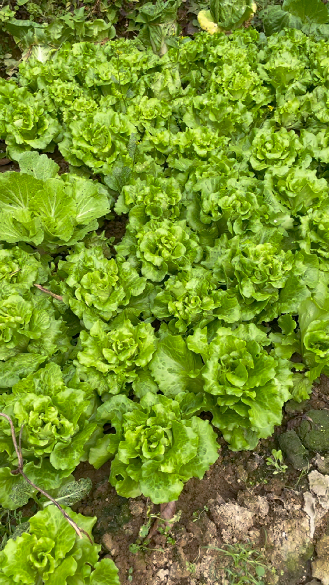 自家种的无公害有机生菜,打火锅,烤肉的最爱～-度小视