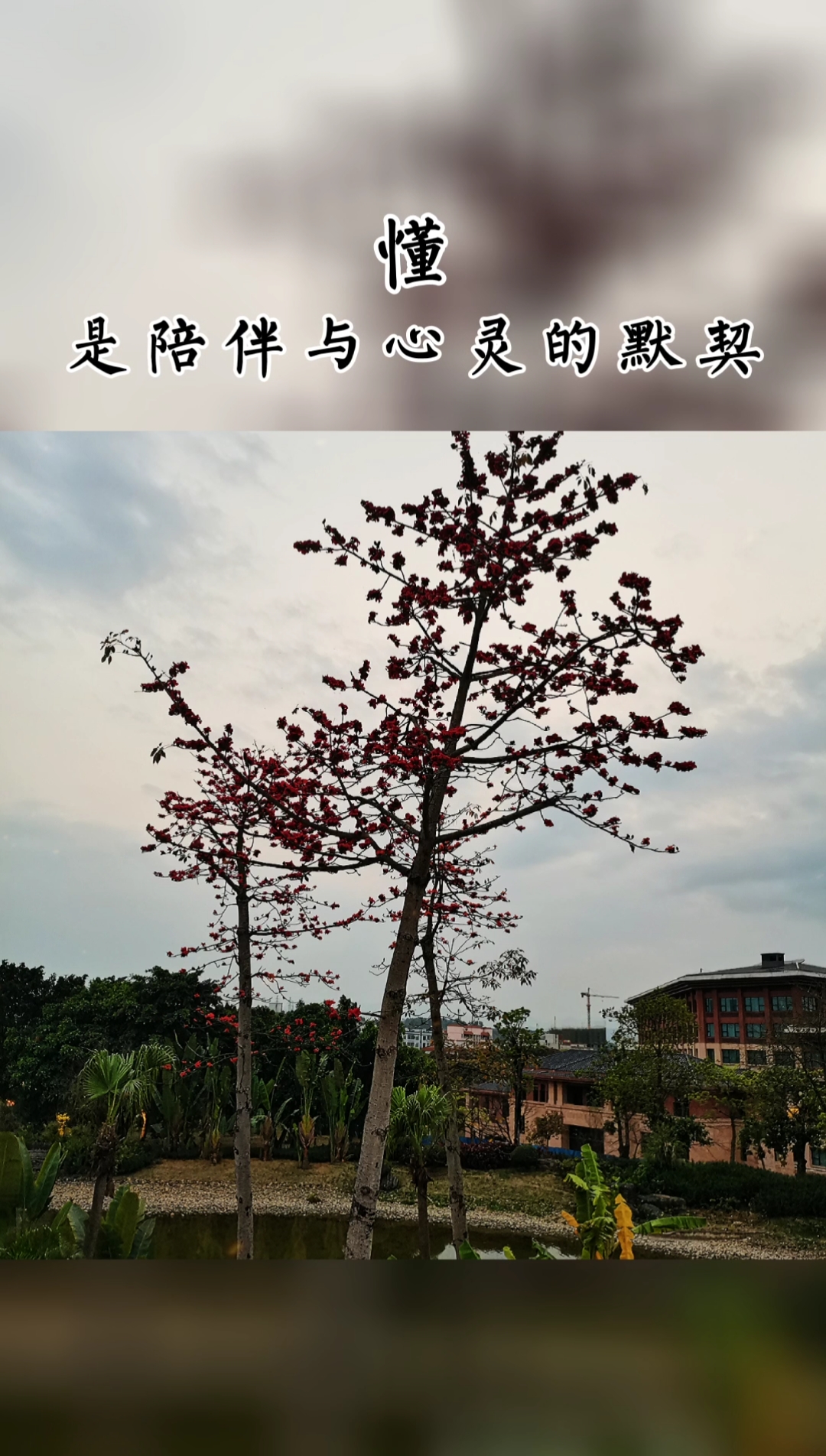 懂你,无需千言万语,懂是陪伴与心灵的默契#理解#陪伴#相互