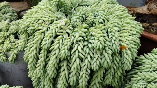 多肉植物#翠绿翠绿的象牙玉缀,这是一份沁人心脾的健康绿!