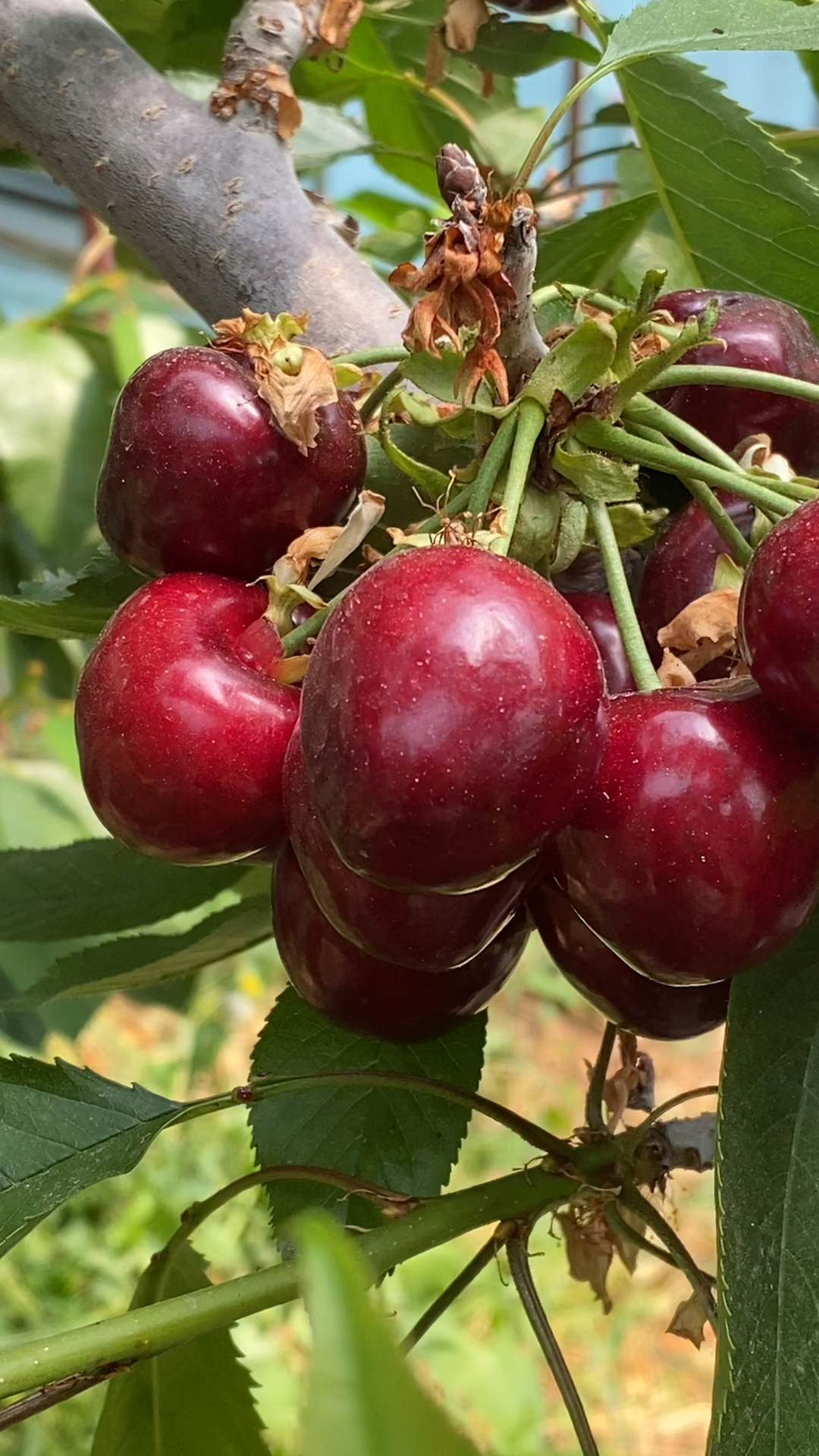 鲁樱三号号大樱桃成熟后结果表现