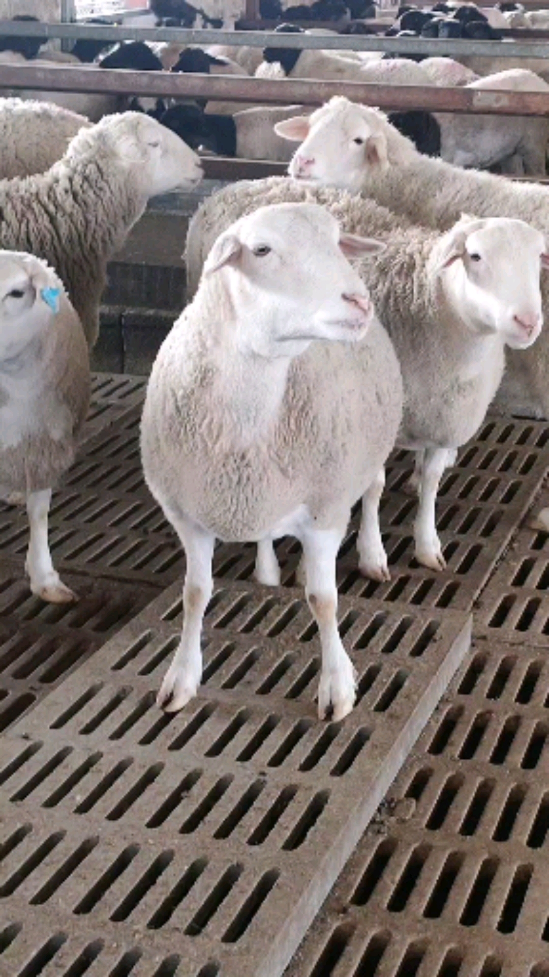 二百斤的大母羊