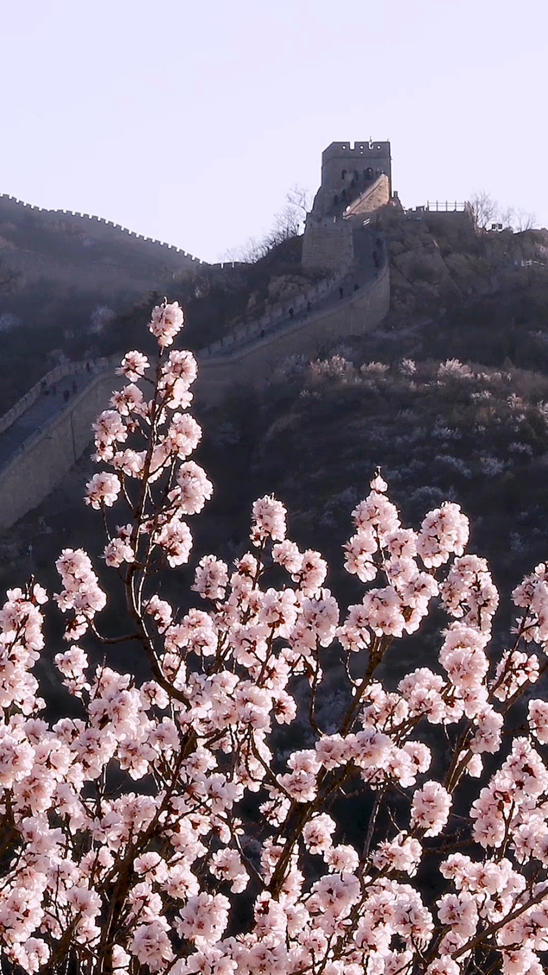 长城#春天里的八达岭长城景色壮美