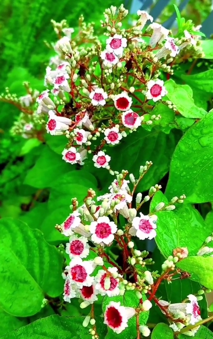 家花野花鲜花#随拍野花,供您欣赏