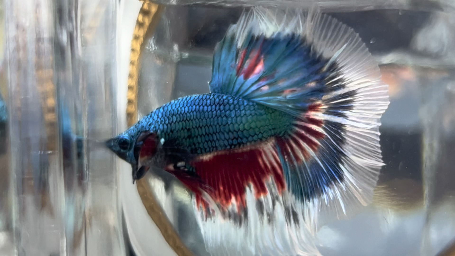 泰国斗鱼马尾狮王半月母斗鱼观赏鱼热带鱼宠物鱼缸淡水鱼