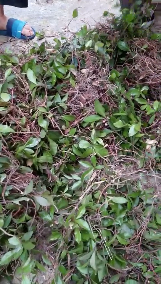 爸爸和奶奶认真的把采来的草药择干净,对于草药我们是认真的,地桔子