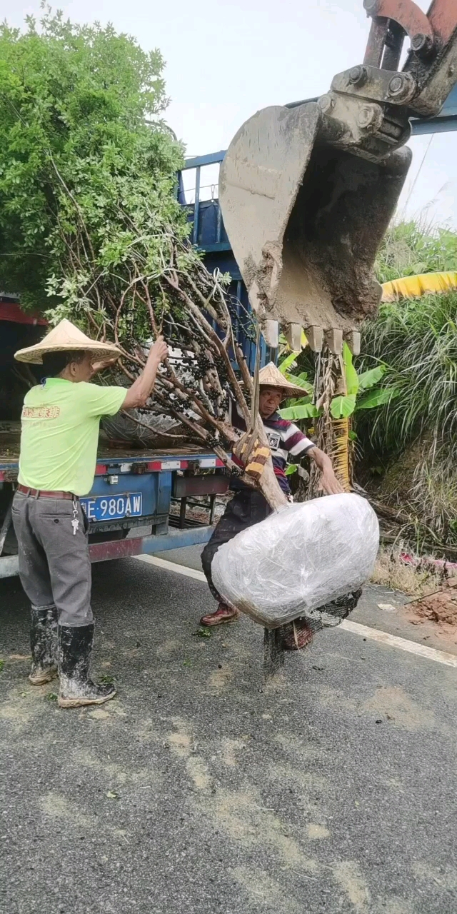 精品嘉宝果大树出售,发福州别墅花园种