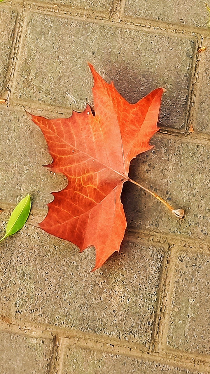 一片枫叶一片情