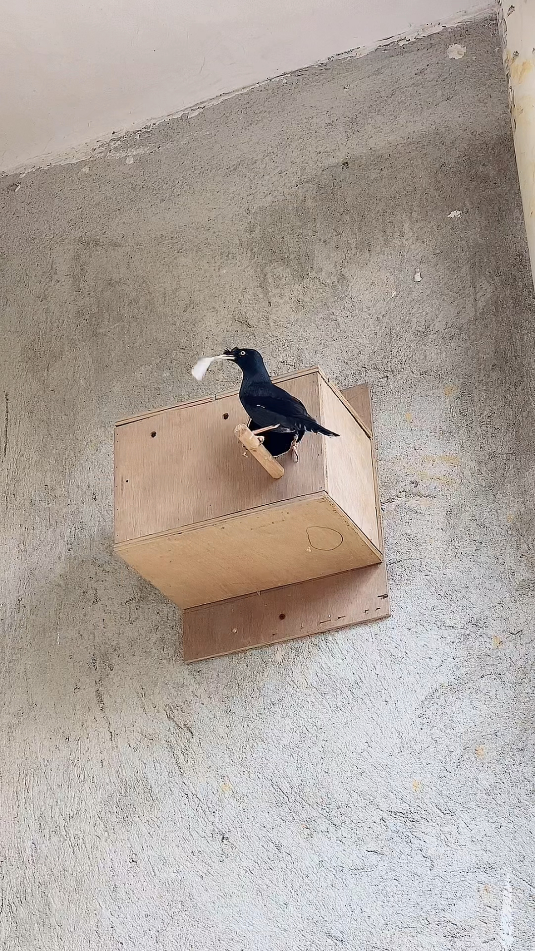 我家宠物不一样#八哥开始筑巢了