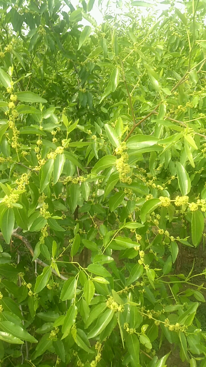 酸棗樹開花了