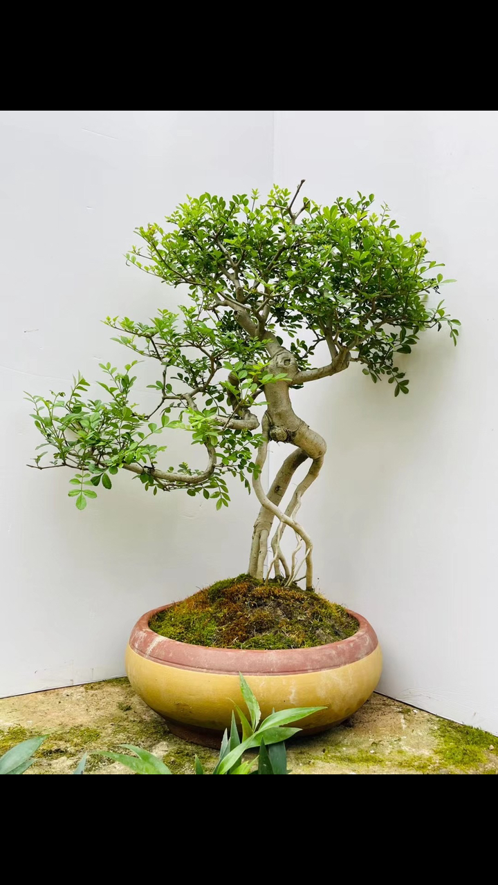 提根老桩的盆景活化石【对节白蜡】盆景两颗刚好一对噢