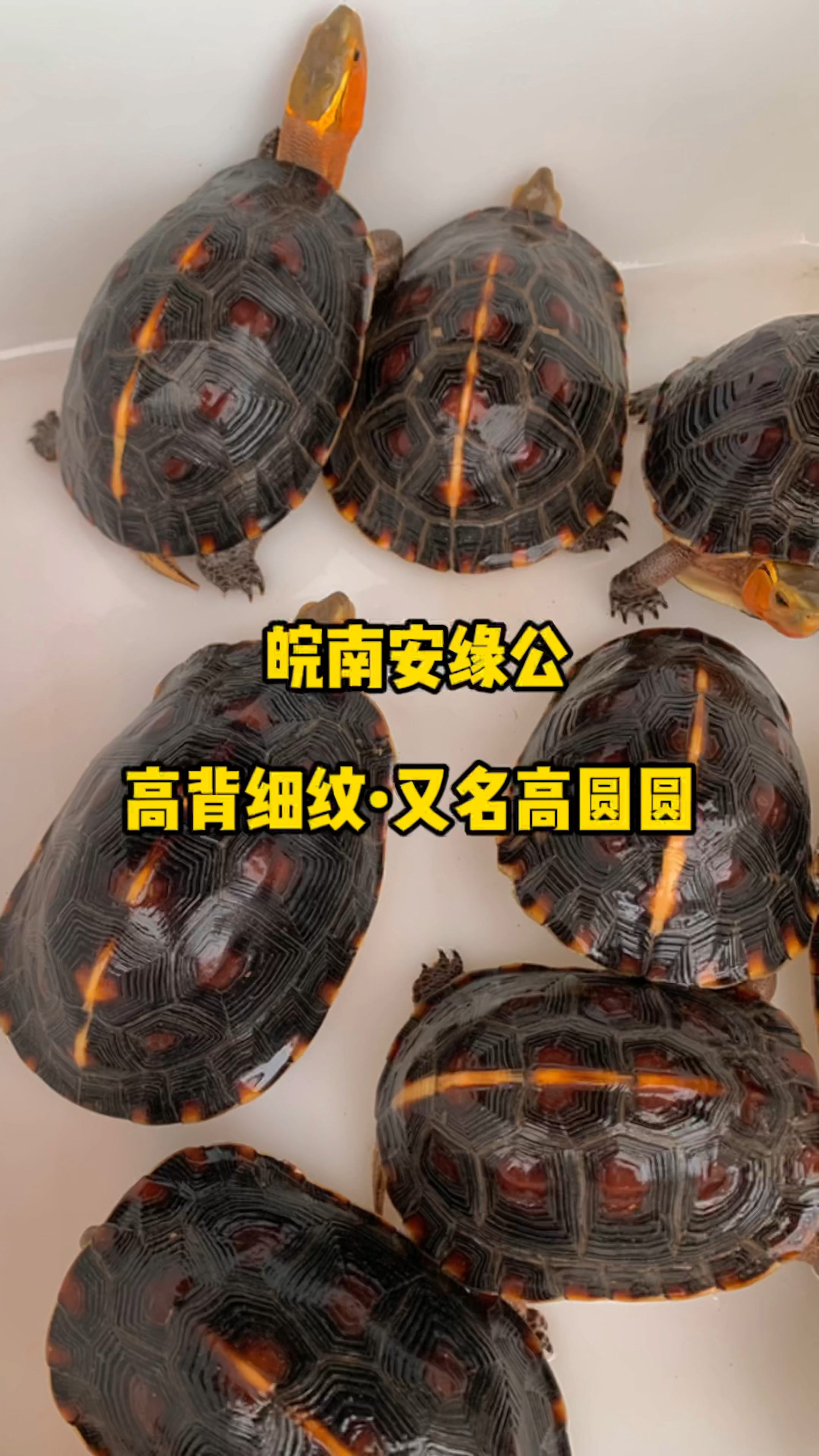 我家萌宠成精了安缘公龟纯种南种安缘公精美细致的刀刻纹大粗鞭黄缘