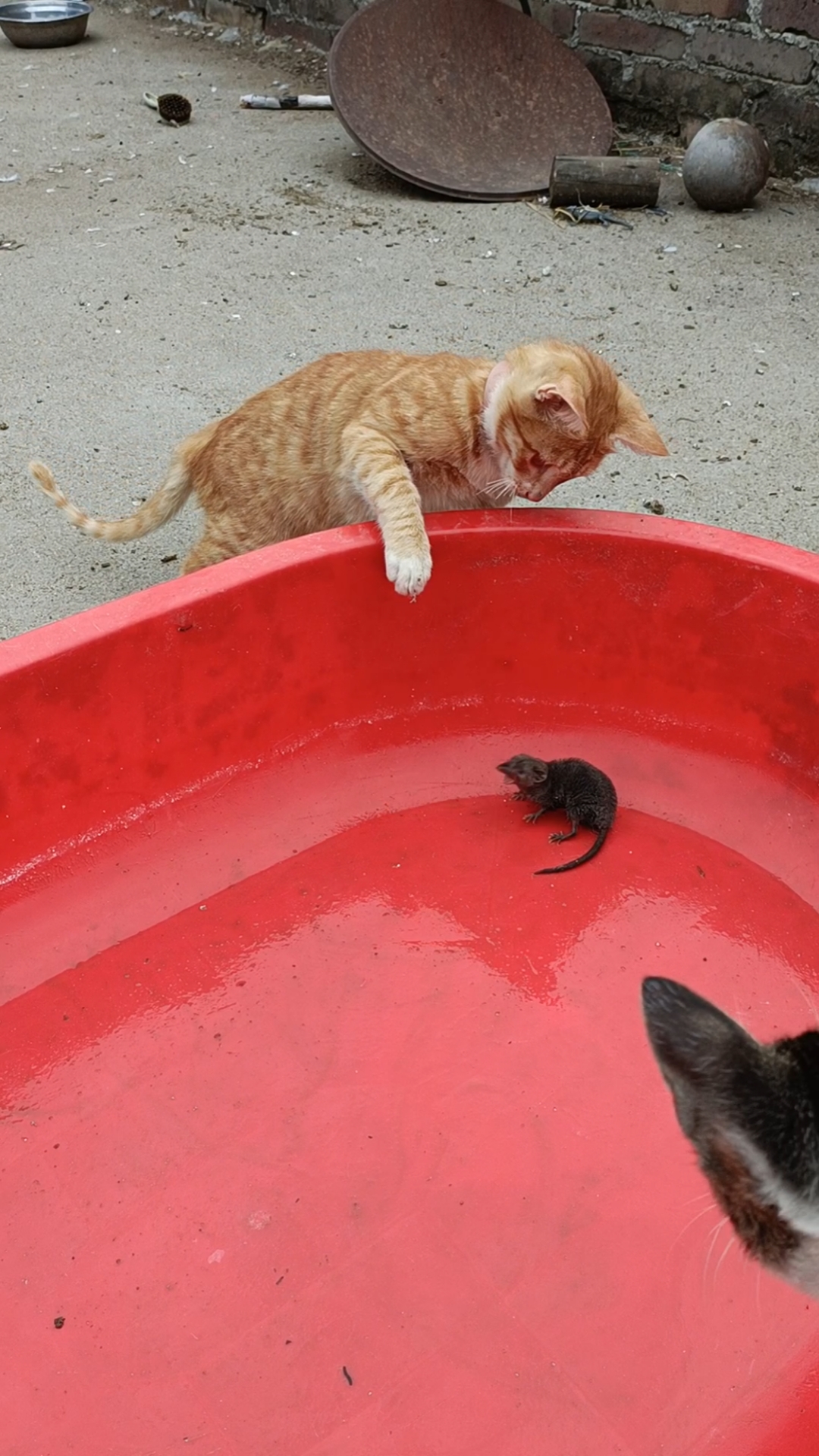 猫咪又跑来打老鼠了