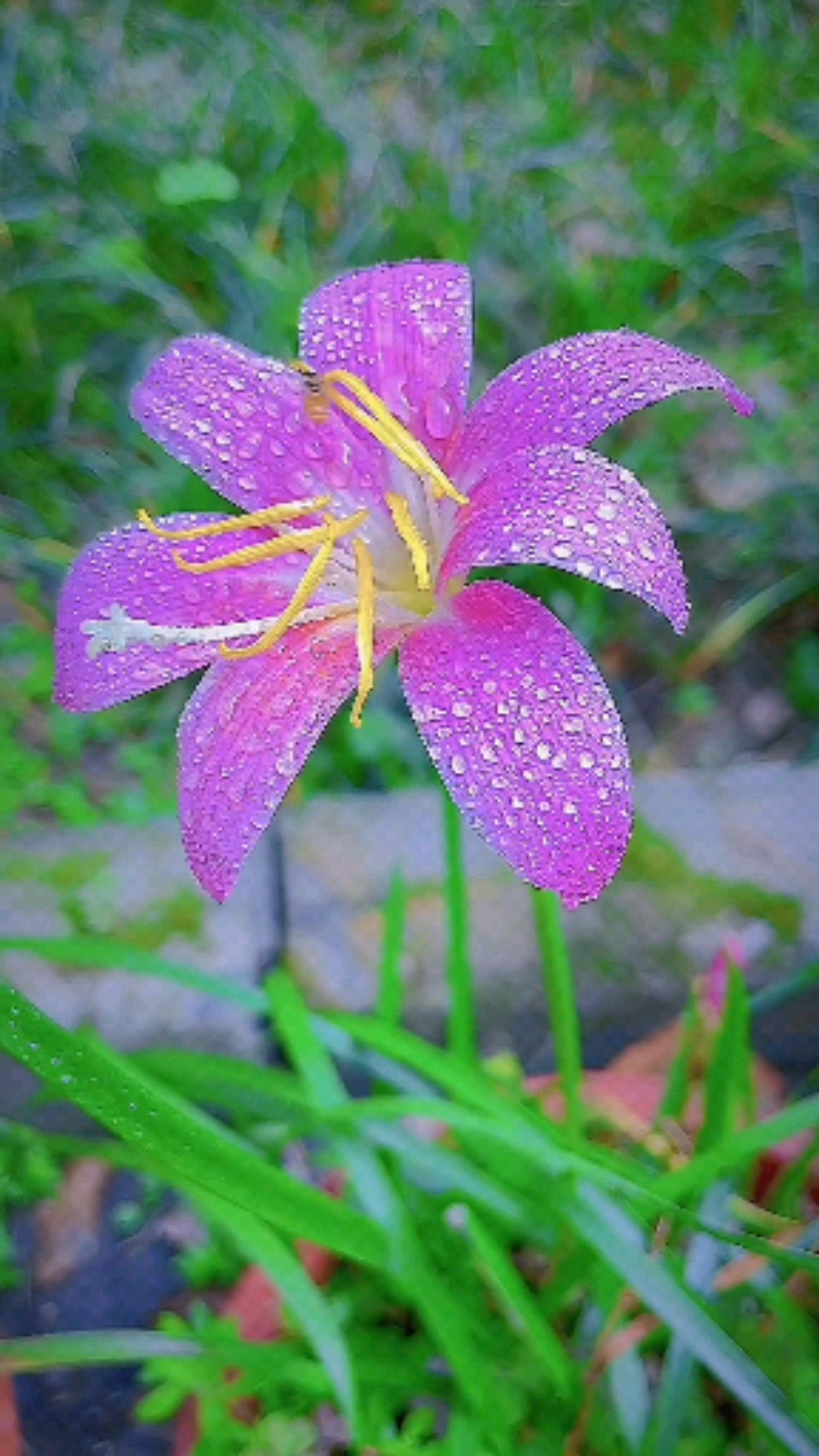 雨中的风雨兰