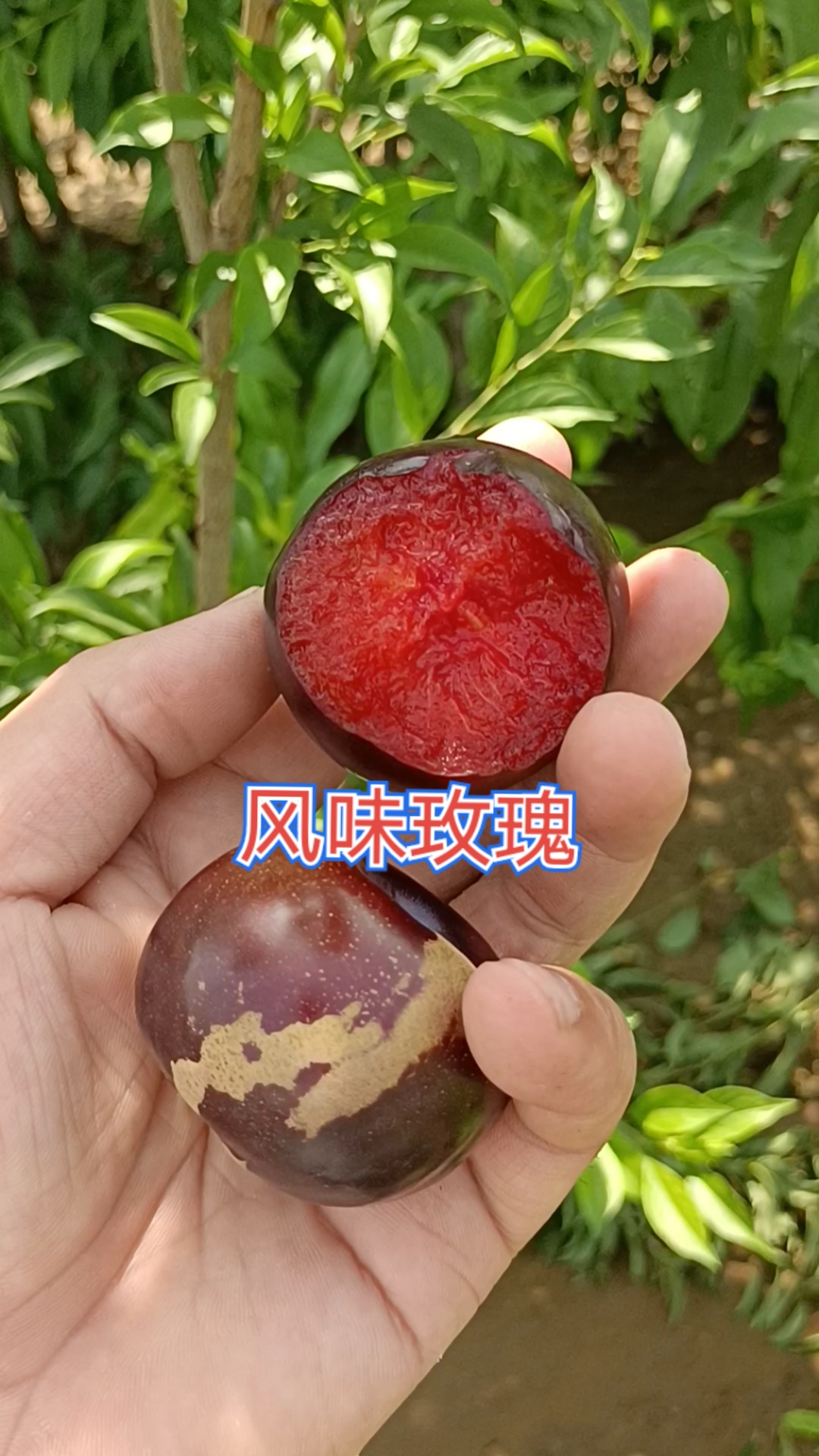 风味玫瑰李子简介风味玫瑰李子图片风味玫瑰李子苗风味玫瑰李子授粉树