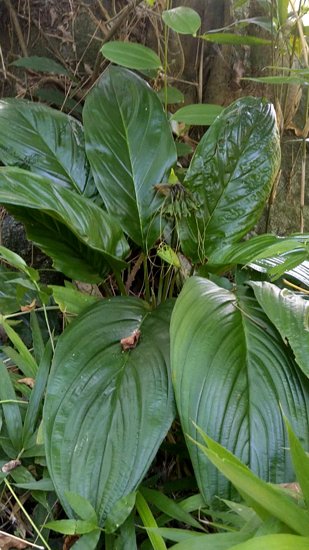 认识中草药#箭根薯