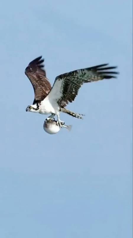 动物的世界#老鹰抓着一条河豚鱼飞走了