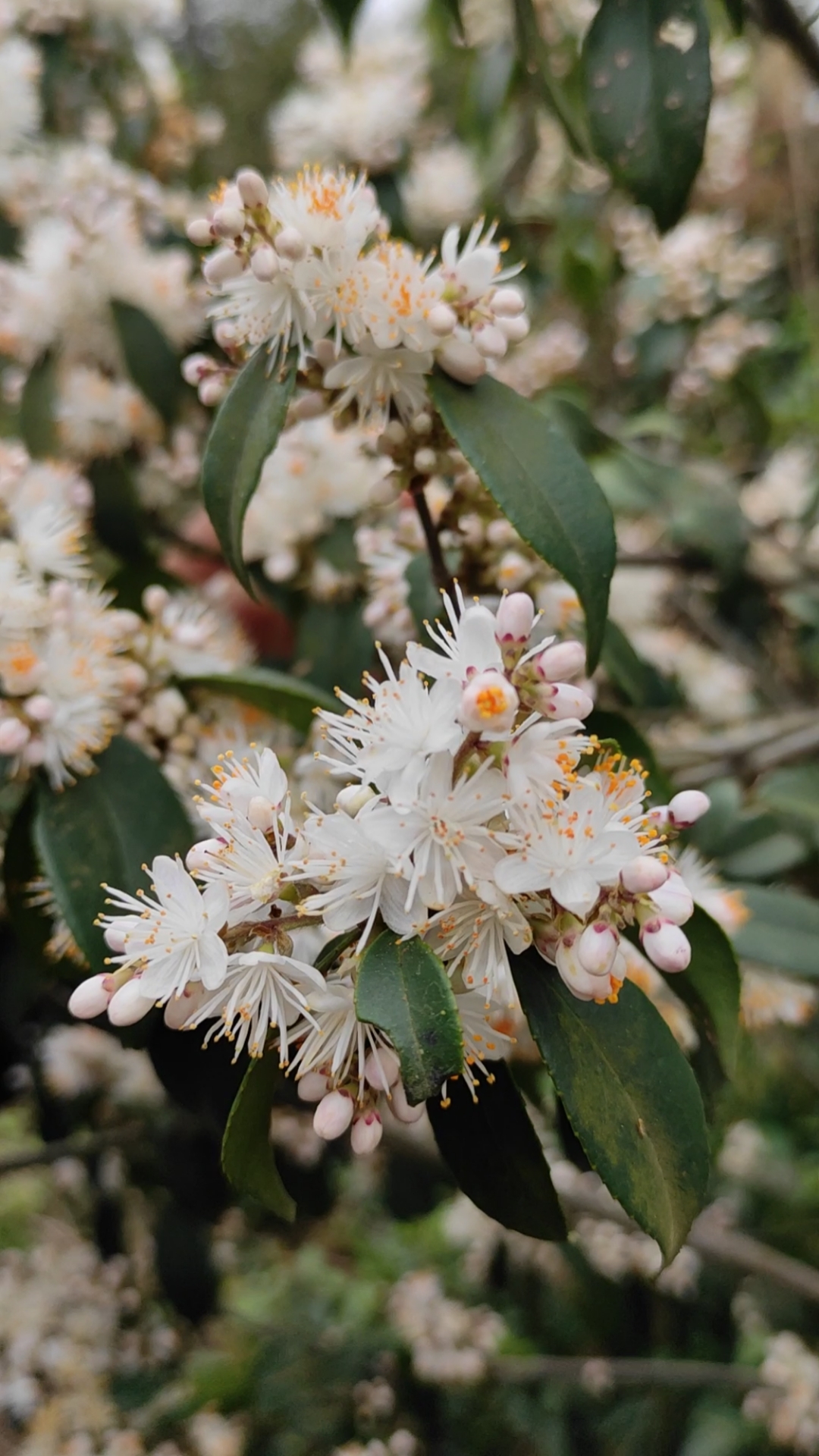农村野花七里香