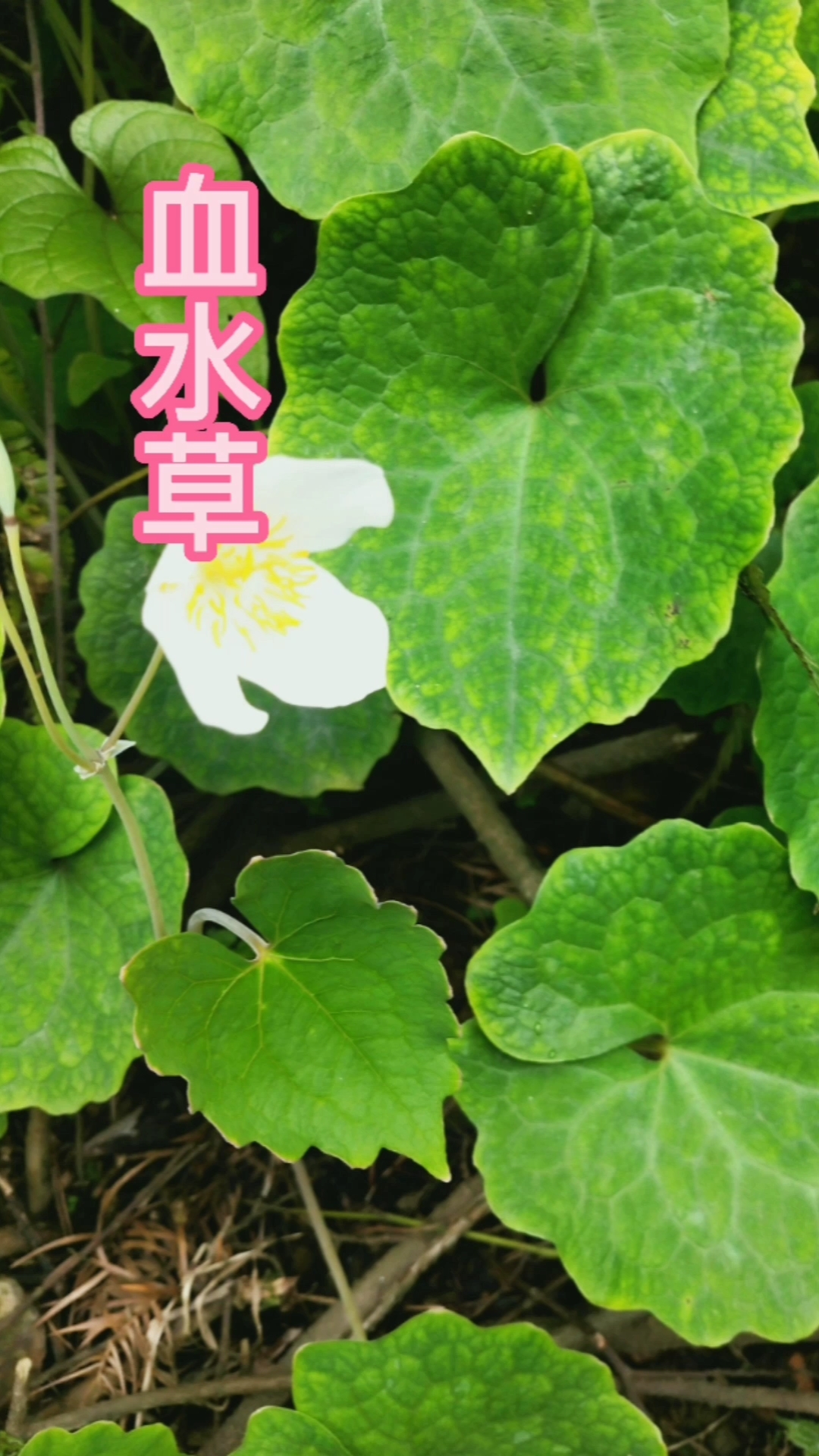 认识中草药#罂粟科血水草属植物,血水草别称水黄莲