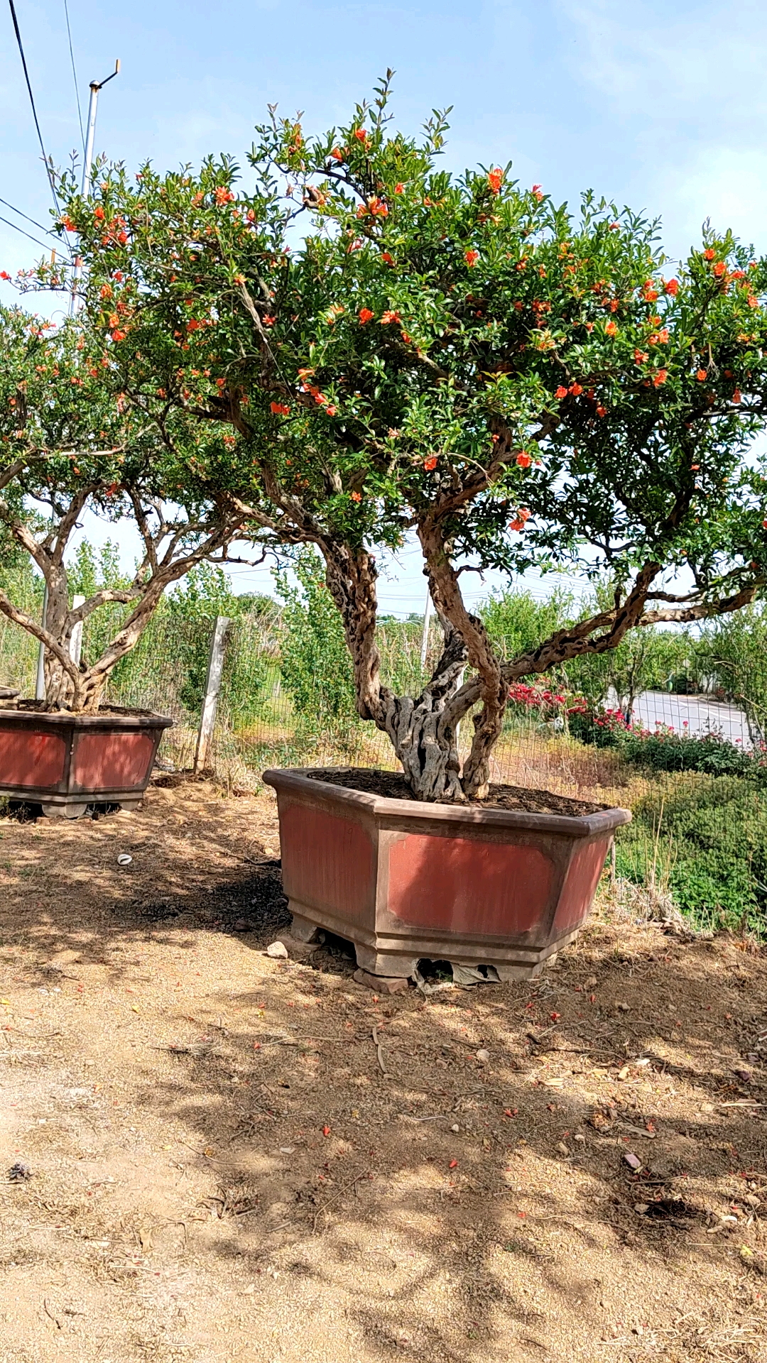 百年大红袍石榴古树,从枝干到枝条都是树疙瘩,整体看上去非常的苍劲