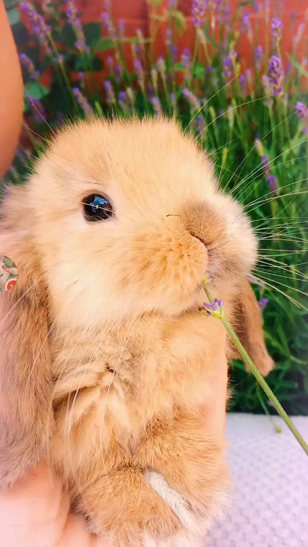 折耳兔#小可爱折耳兔,呆萌呆萌的