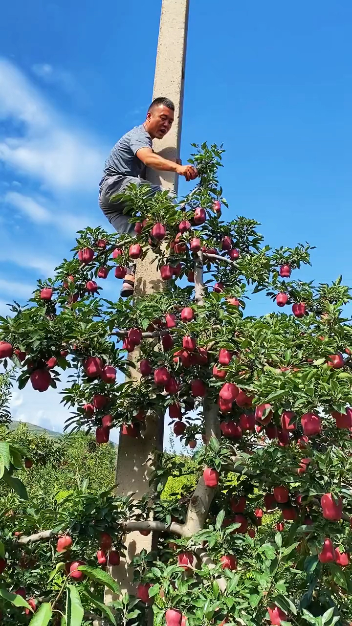 今年的苹果树长得太高了
