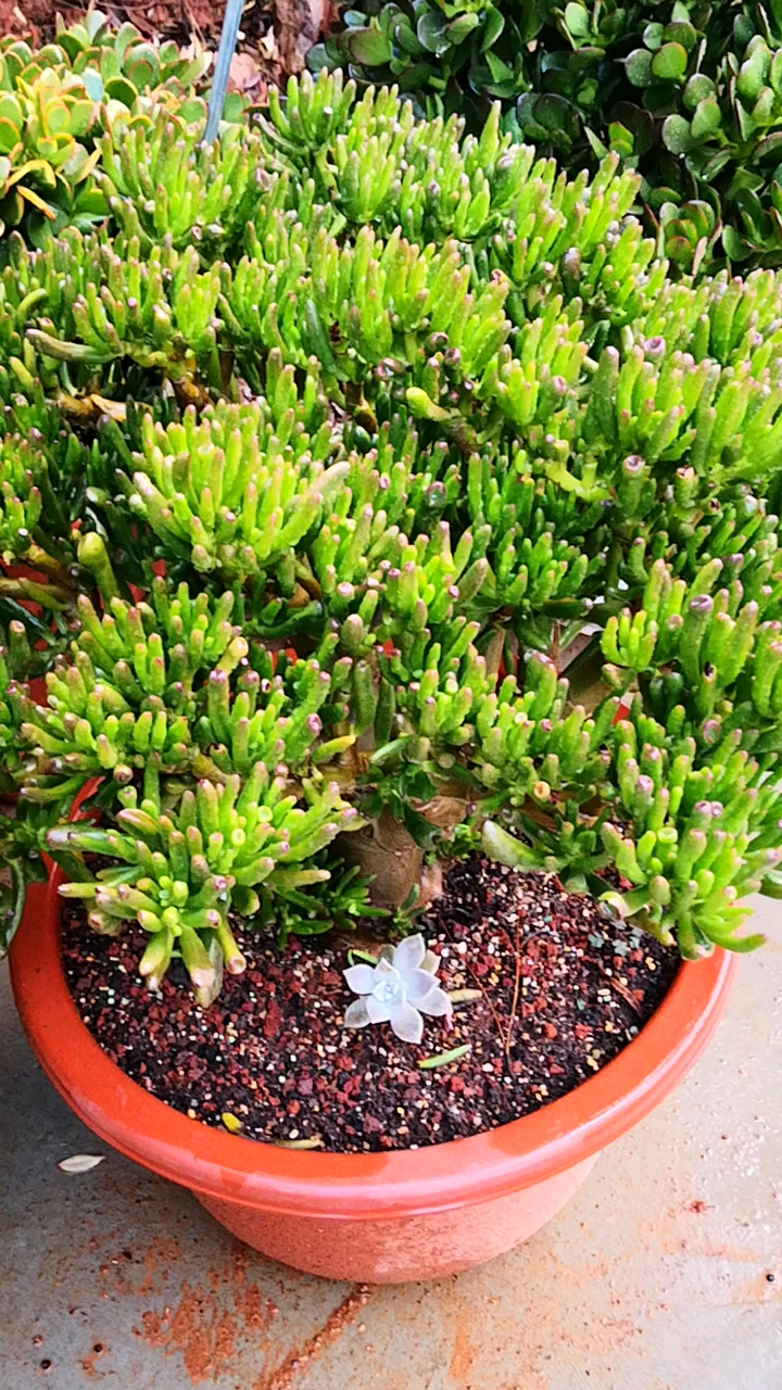 有一种可爱叫多肉!#绿意盎然的吸财树,看起来生机勃勃的!