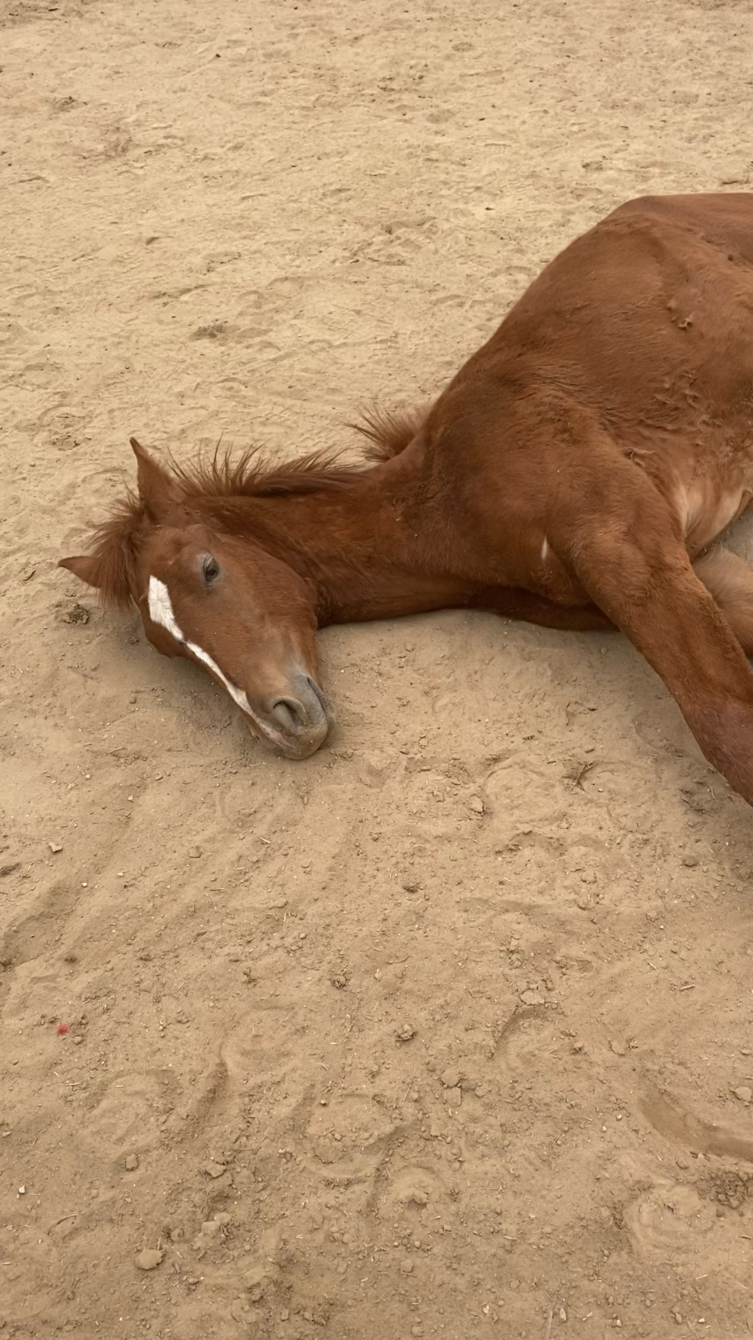 你家的马是这样睡觉吗?