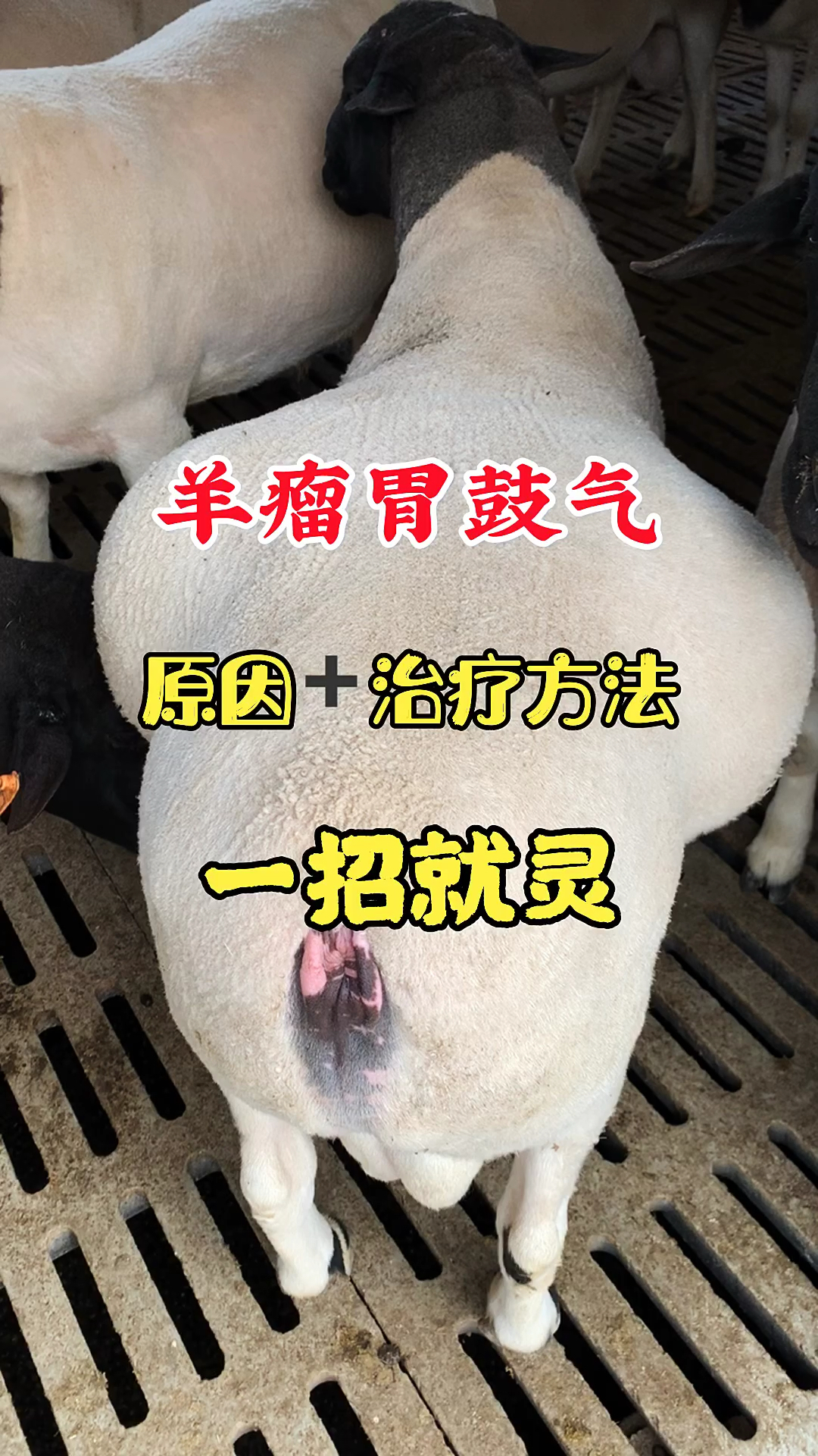#农村养羊人#羊瘤胃鼓气的原因和治疗方法,一招就灵!-度小视