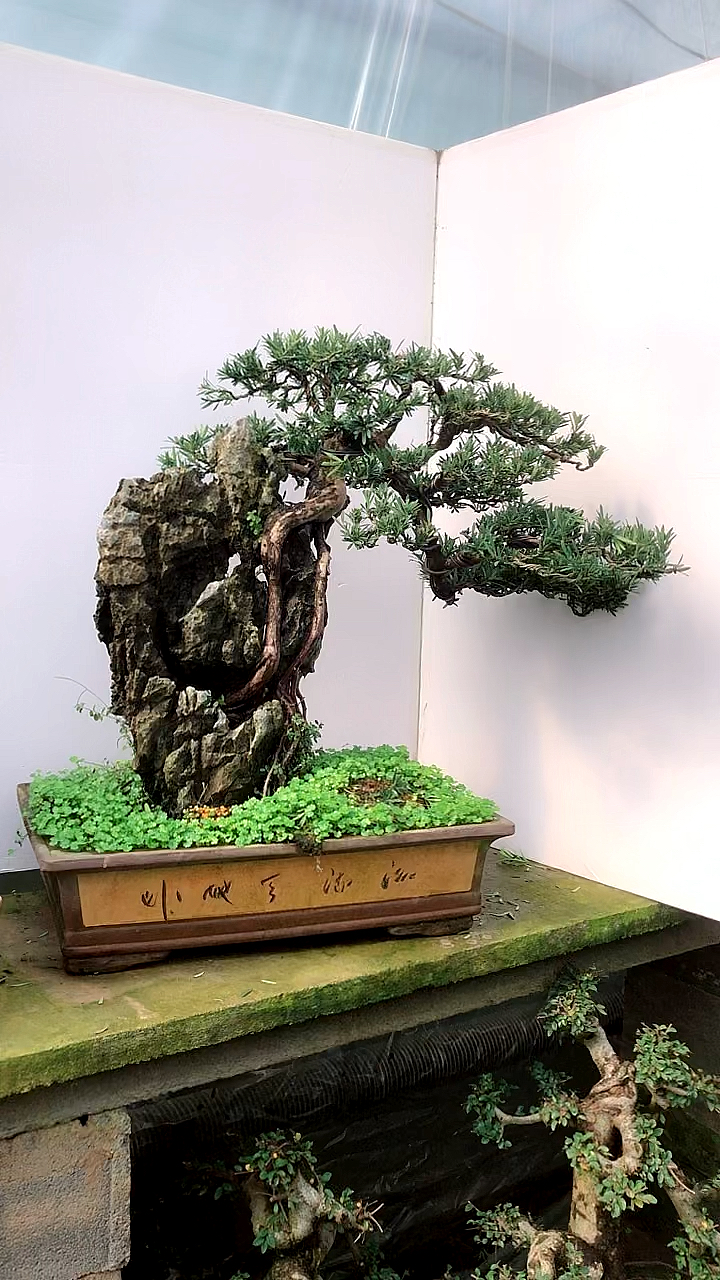 提根抱石.原生雀舌罗汉松盆景