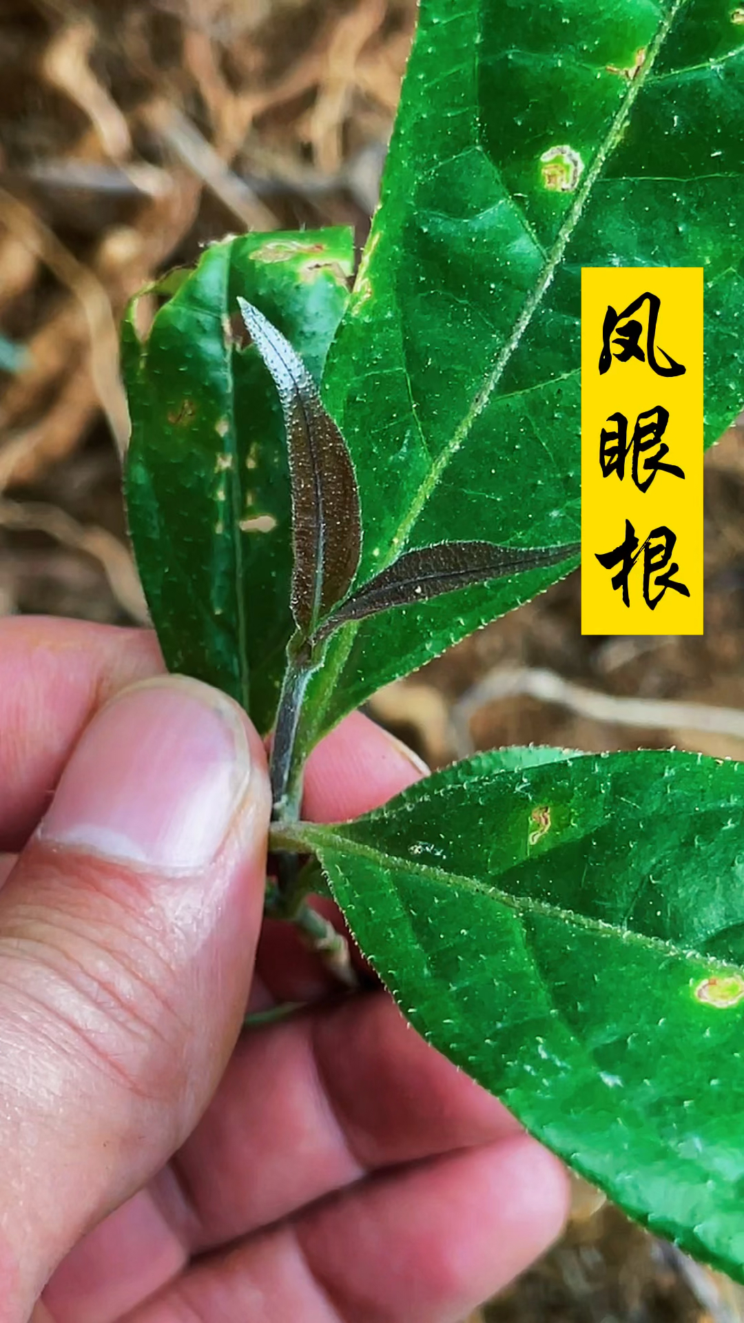 英雄很喜欢的凤眼根,你们知道它叶子什么样的吗?