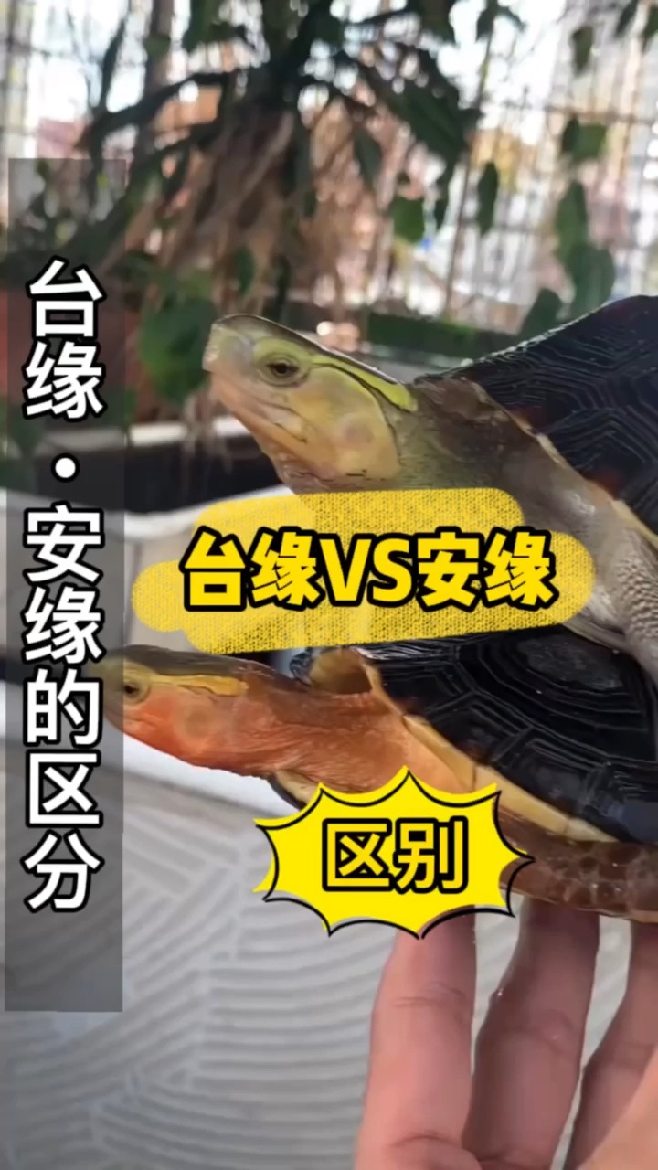 我家萌宠成精了#台缘和安缘的区别,还不会的龟友可以收藏起来哦#黄缘